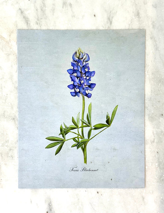 Texas Bluebonnet on Blue Print