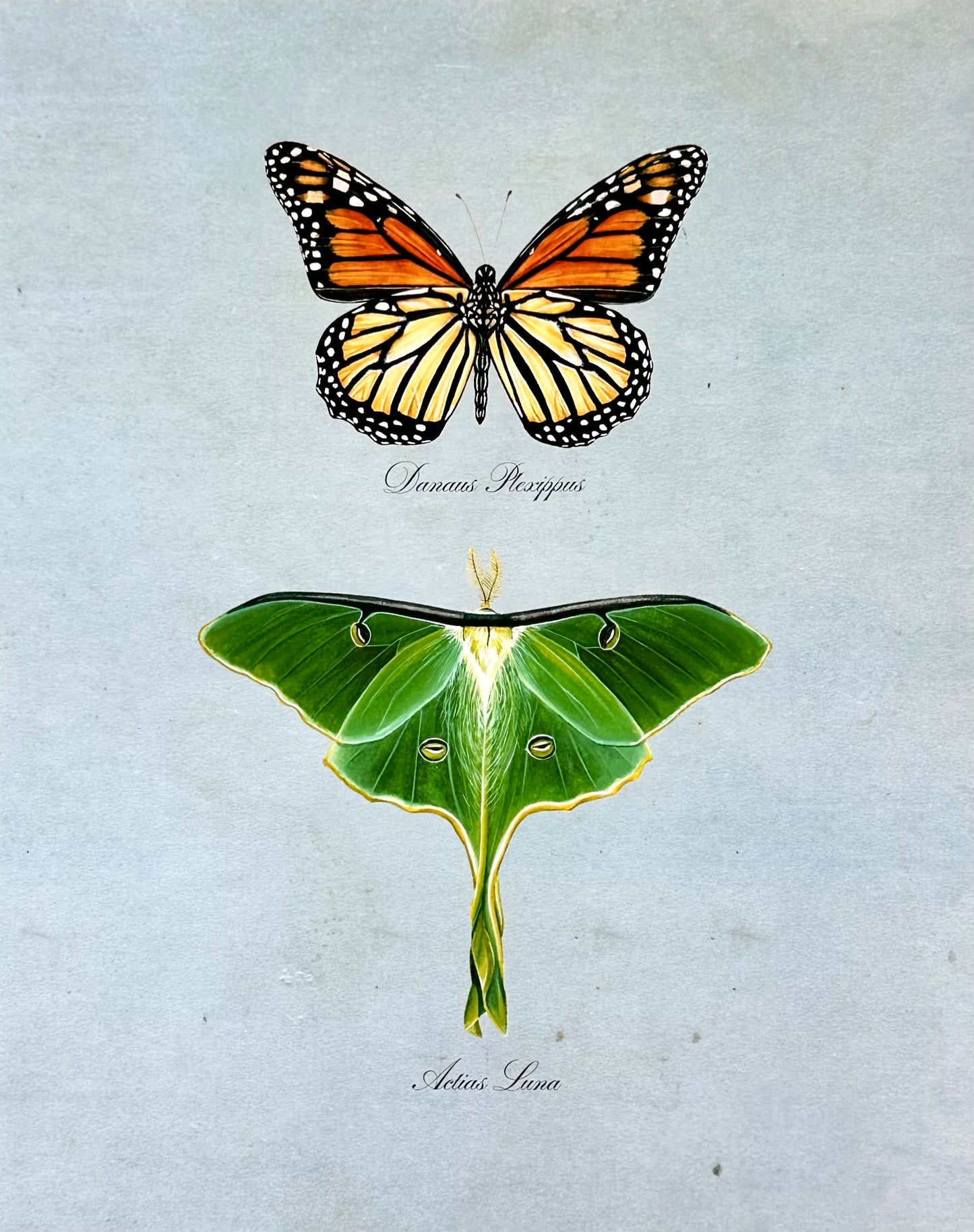 Monarch + Luna on Blue Print