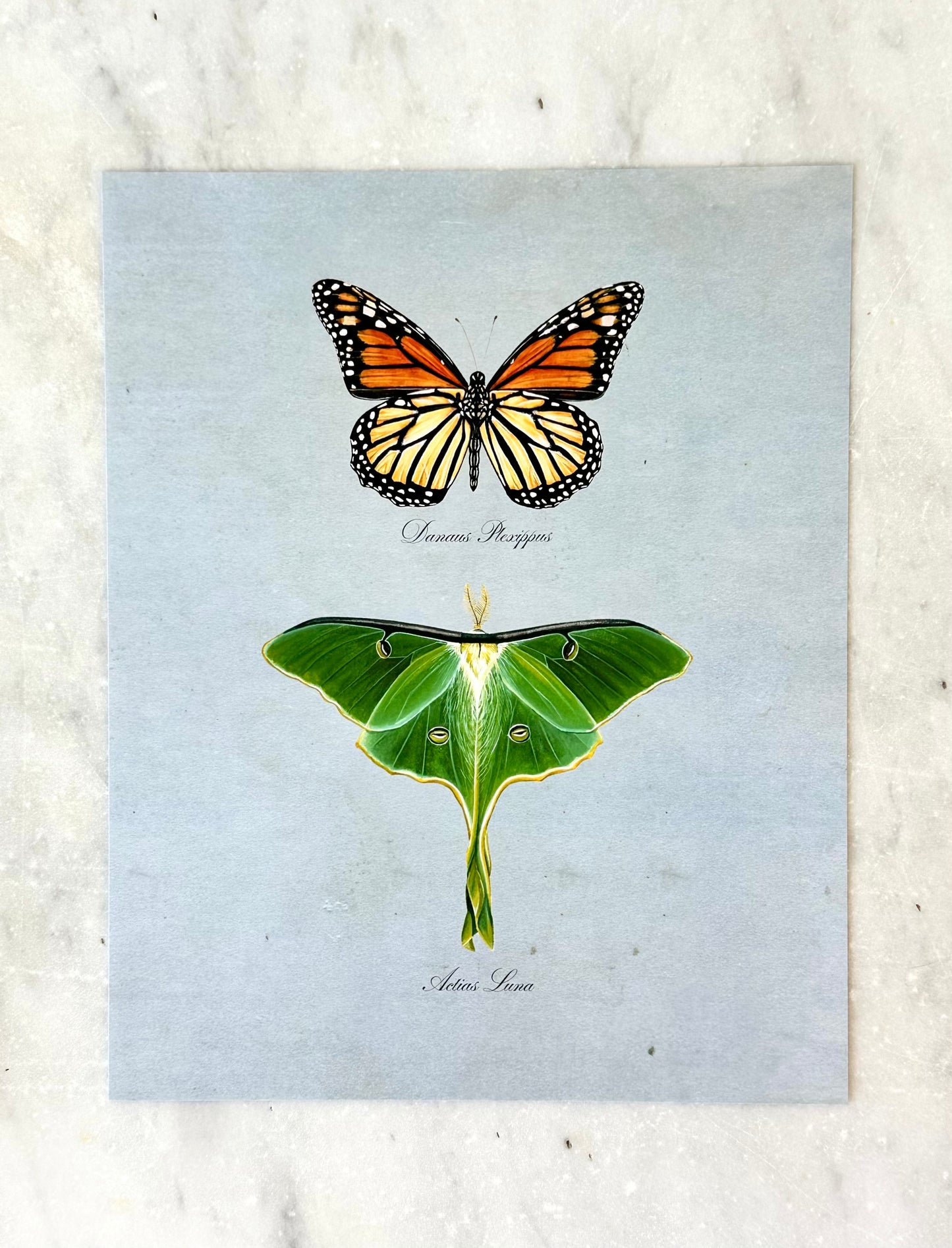 Monarch + Luna on Blue Print