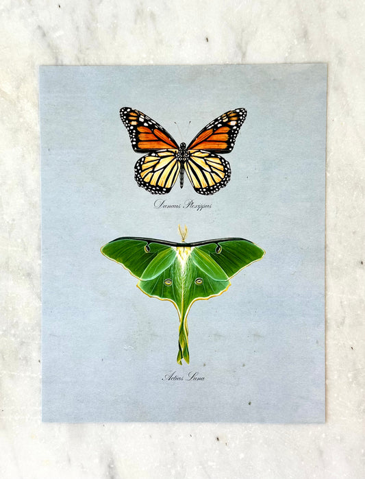 Monarch + Luna on Blue Print