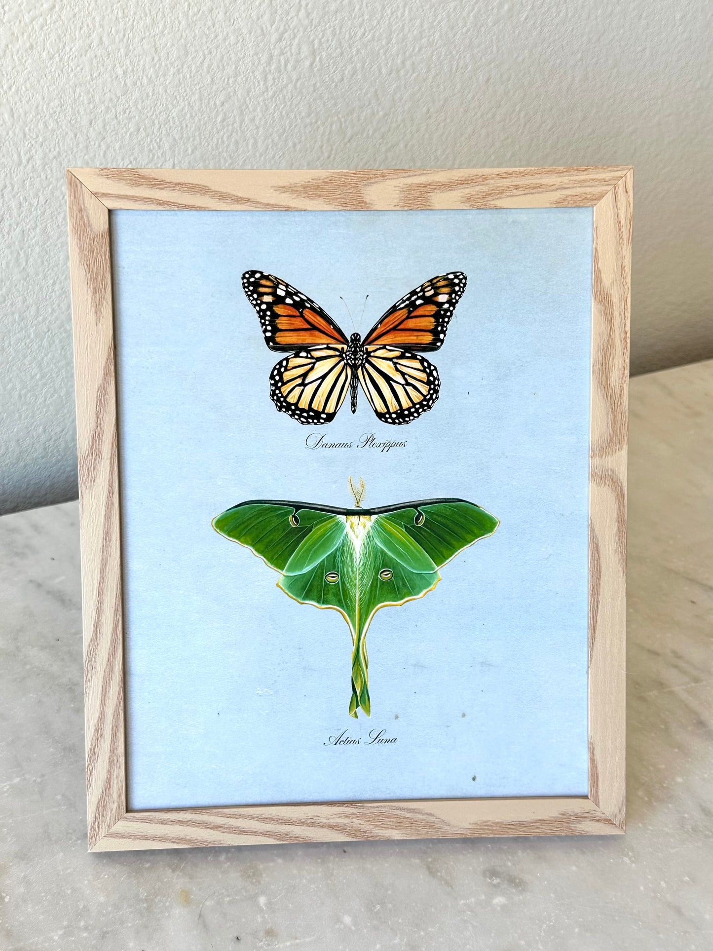 Monarch + Luna on Blue Print