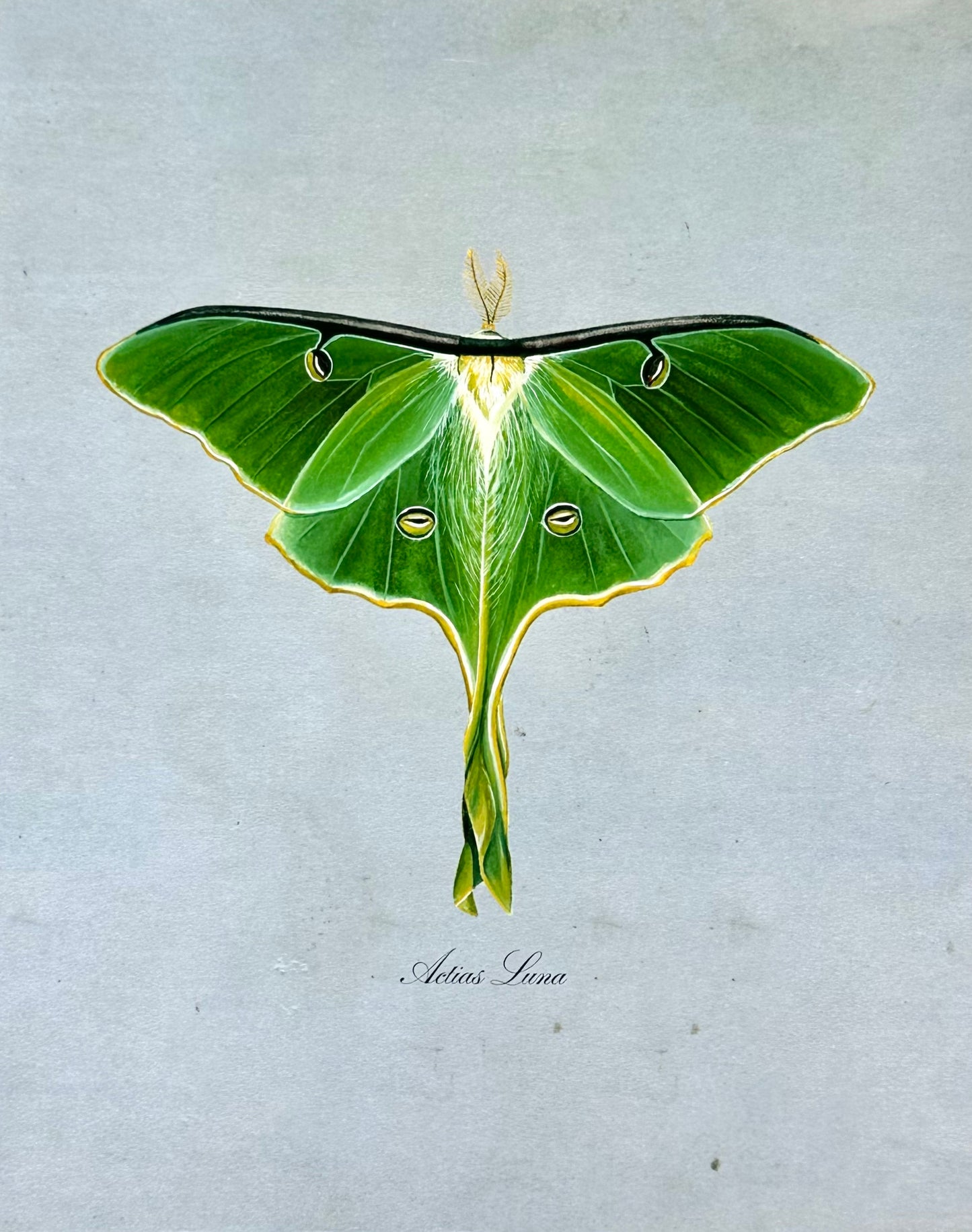 Luna Moth on Blue Print
