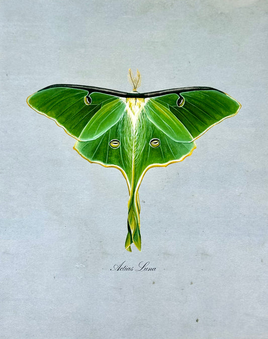 Luna Moth on Blue Print