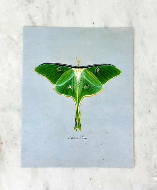 Luna Moth on Blue Print