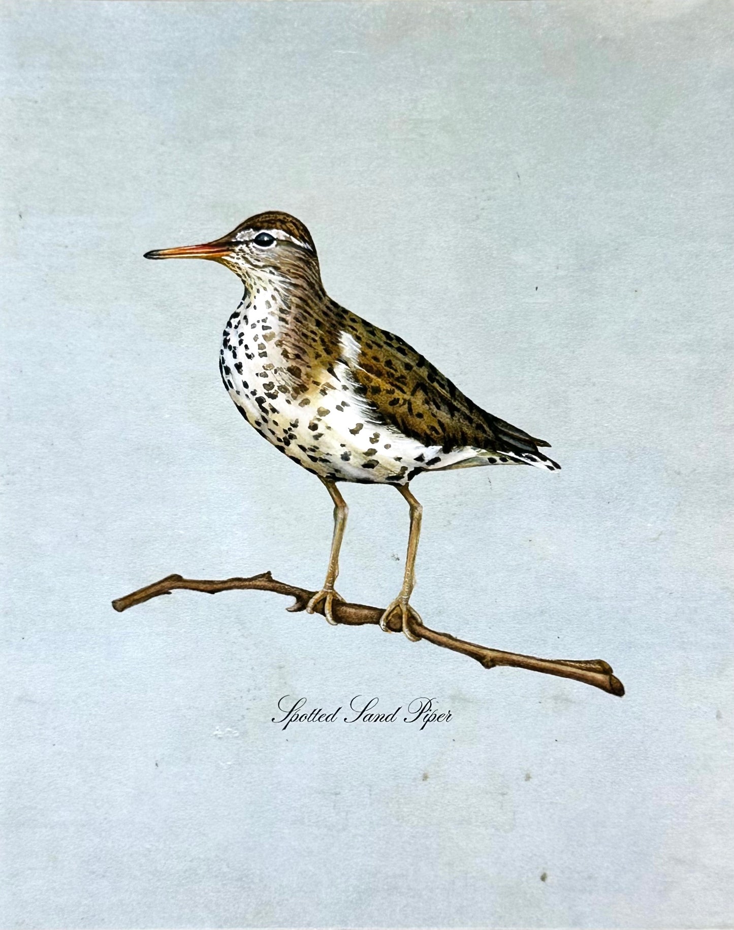 Spotted Sandpiper on Blue Print