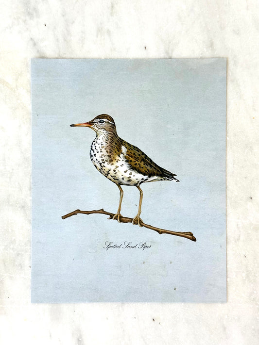 Spotted Sandpiper on Blue Print