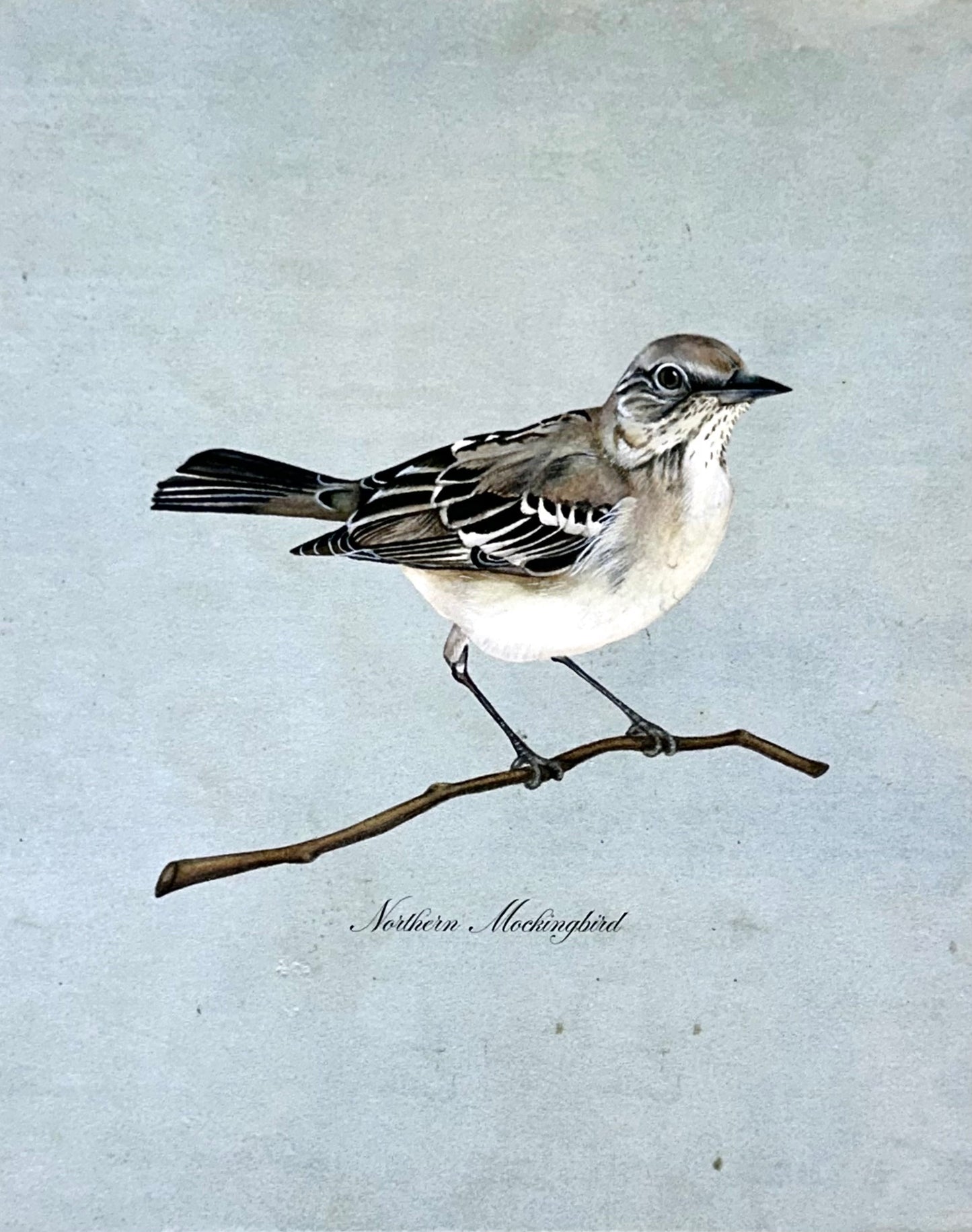 Northern Mockingbird on Blue Print