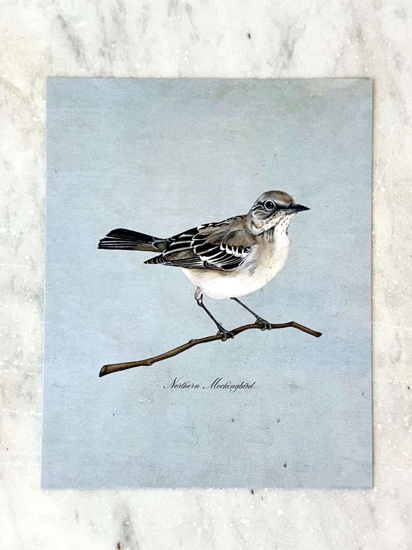 Northern Mockingbird on Blue Print