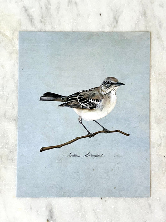 Northern Mockingbird on Blue Print