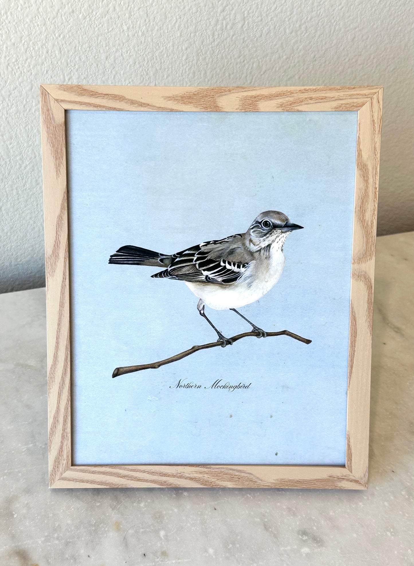 Northern Mockingbird on Blue Print