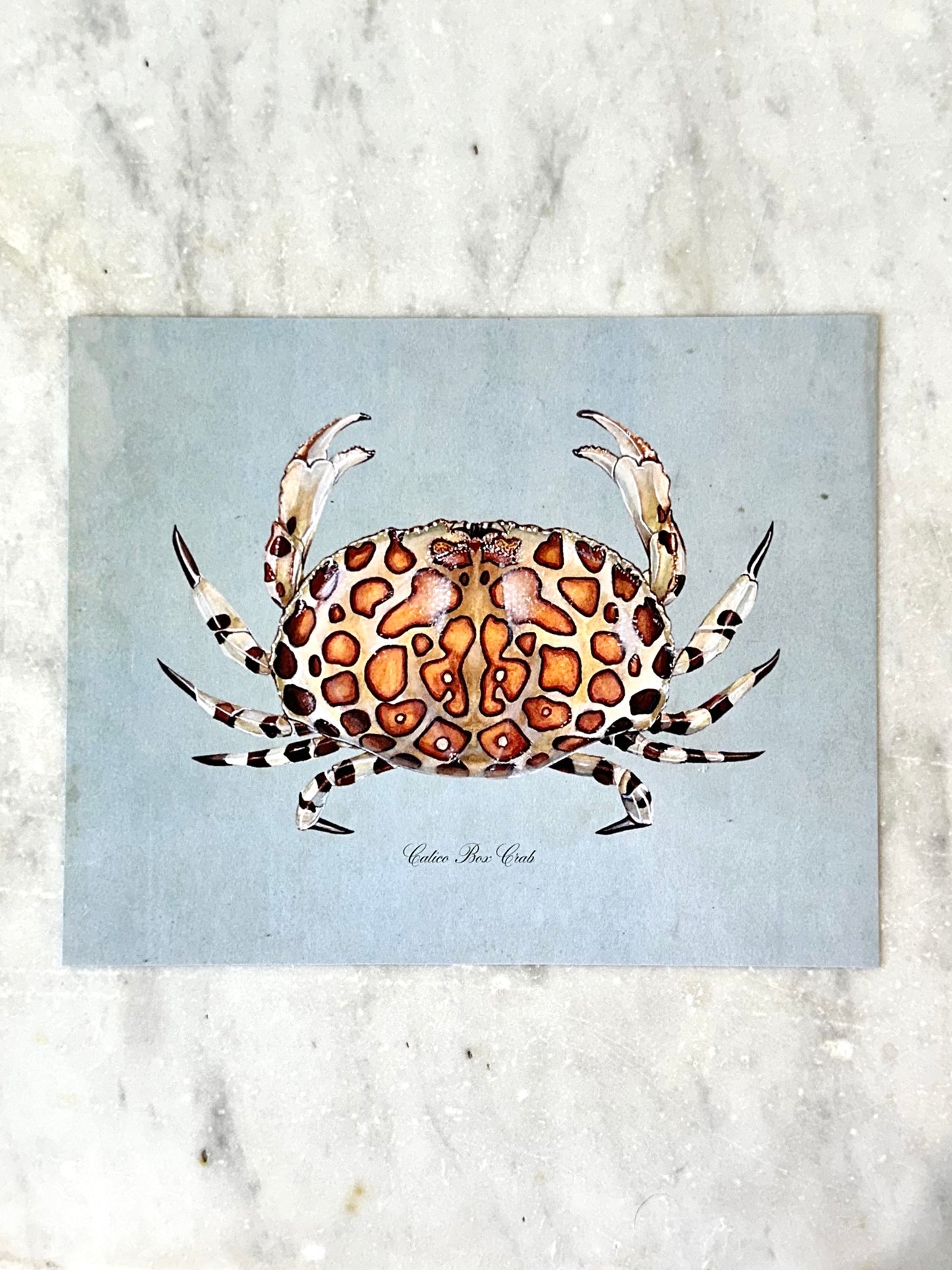 Calico Crab on Blue Print