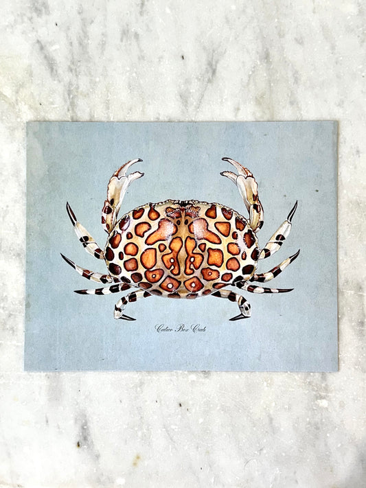 Calico Crab on Blue Print