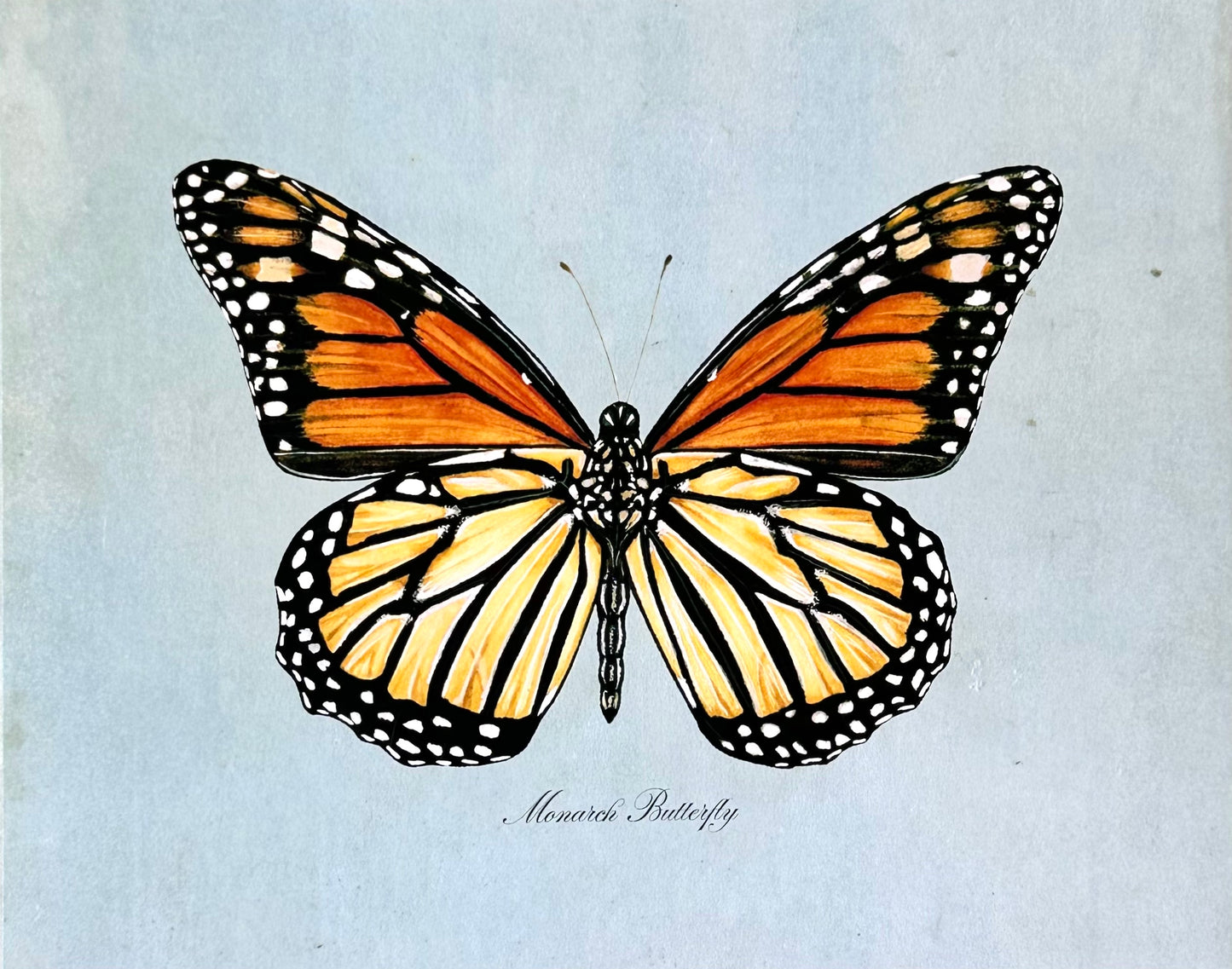 Monarch Butterfly on Blue Print