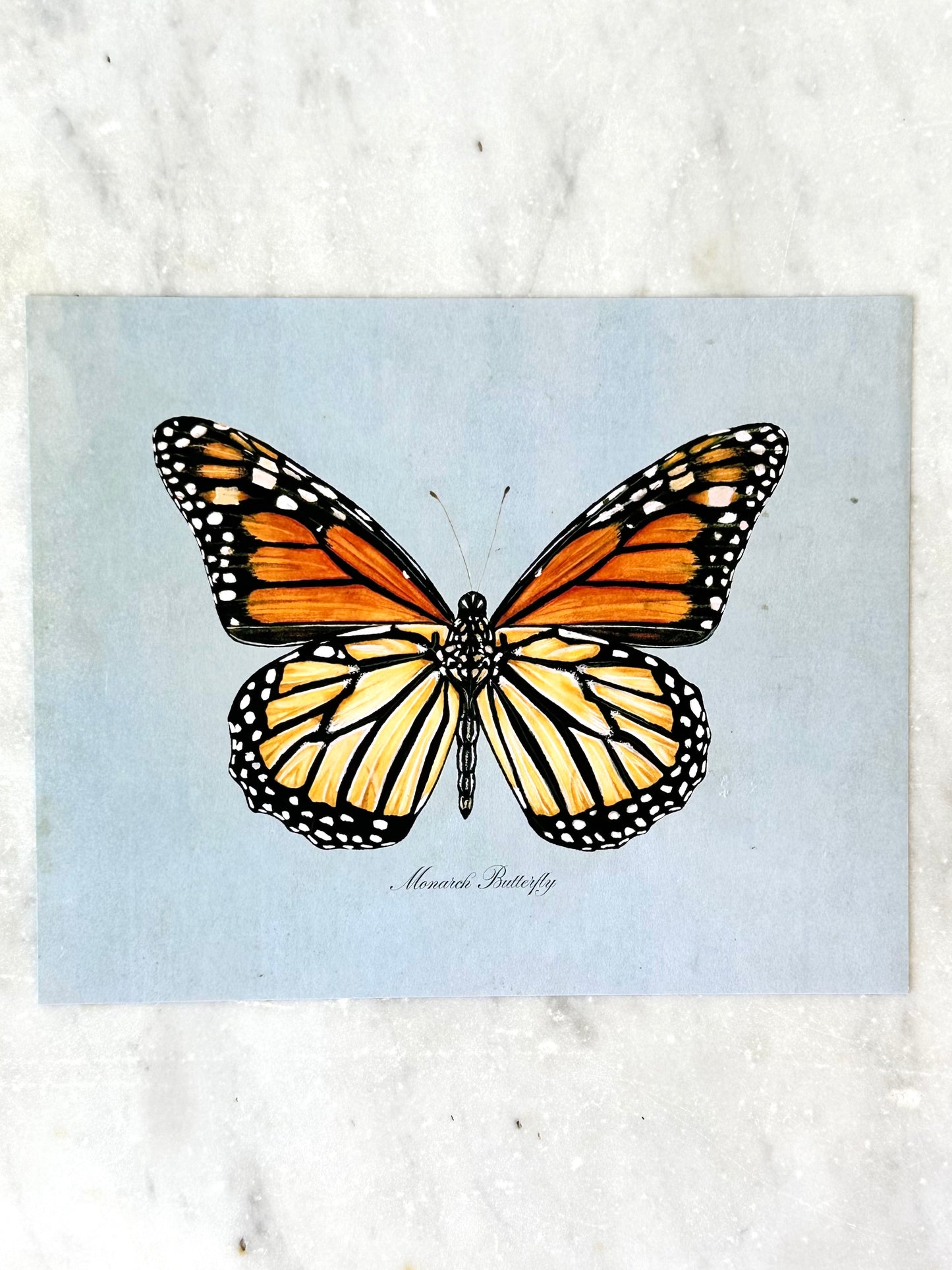 Monarch Butterfly on Blue Print