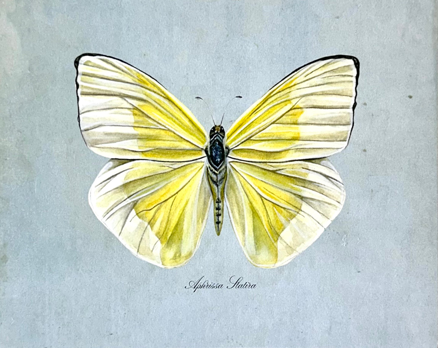 Yellow Butterfly on Blue Print