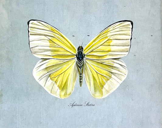 Yellow Butterfly on Blue Print