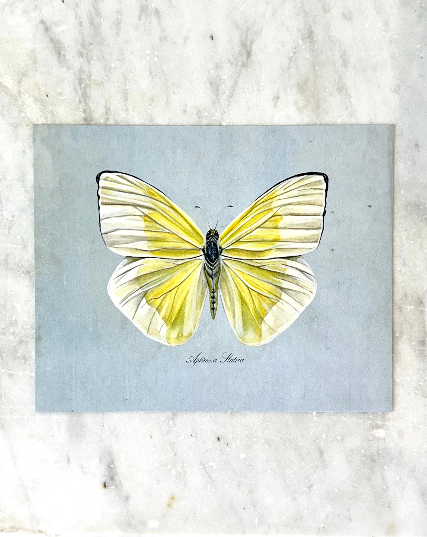 Yellow Butterfly on Blue Print