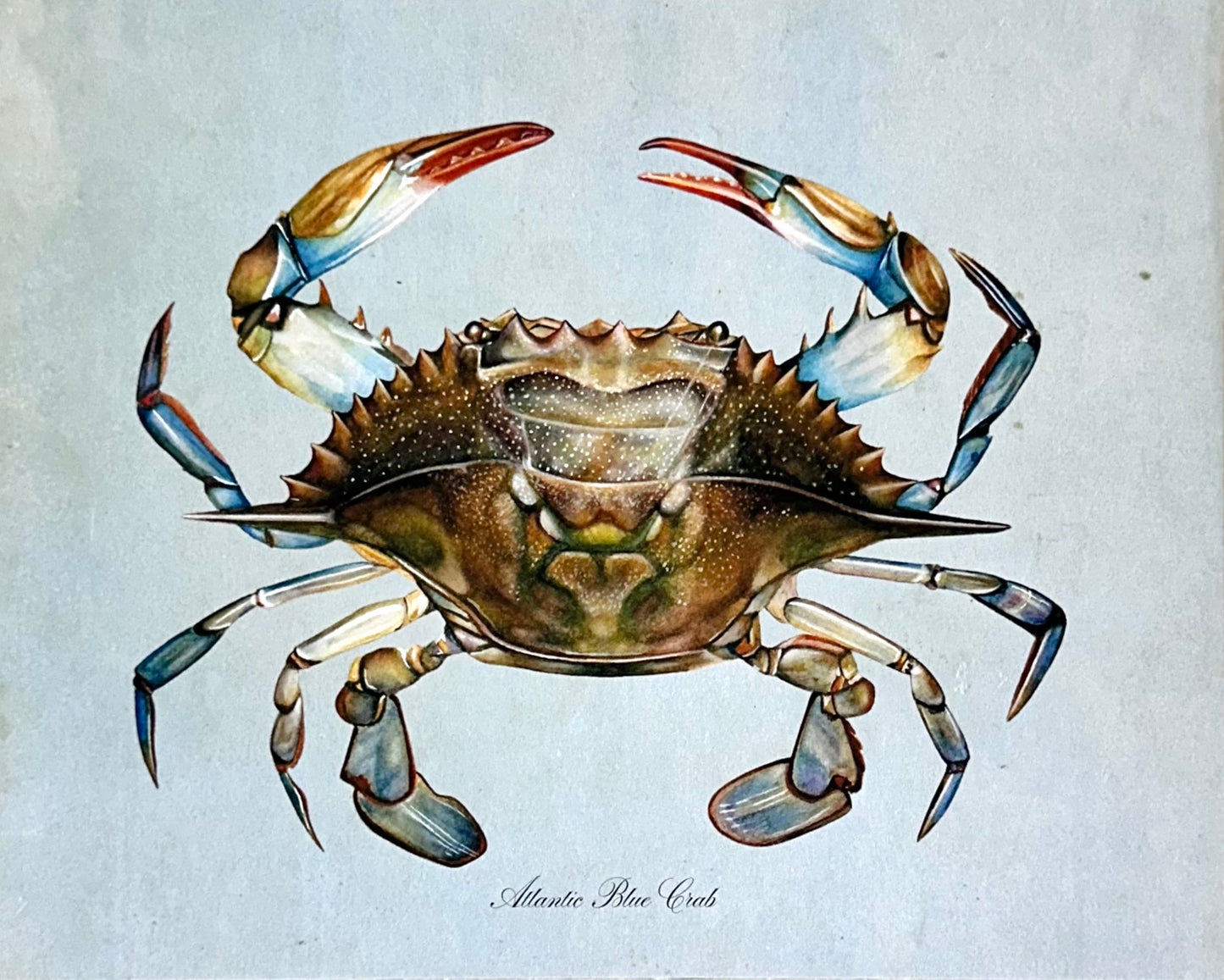 Blue Crab on Blue Print