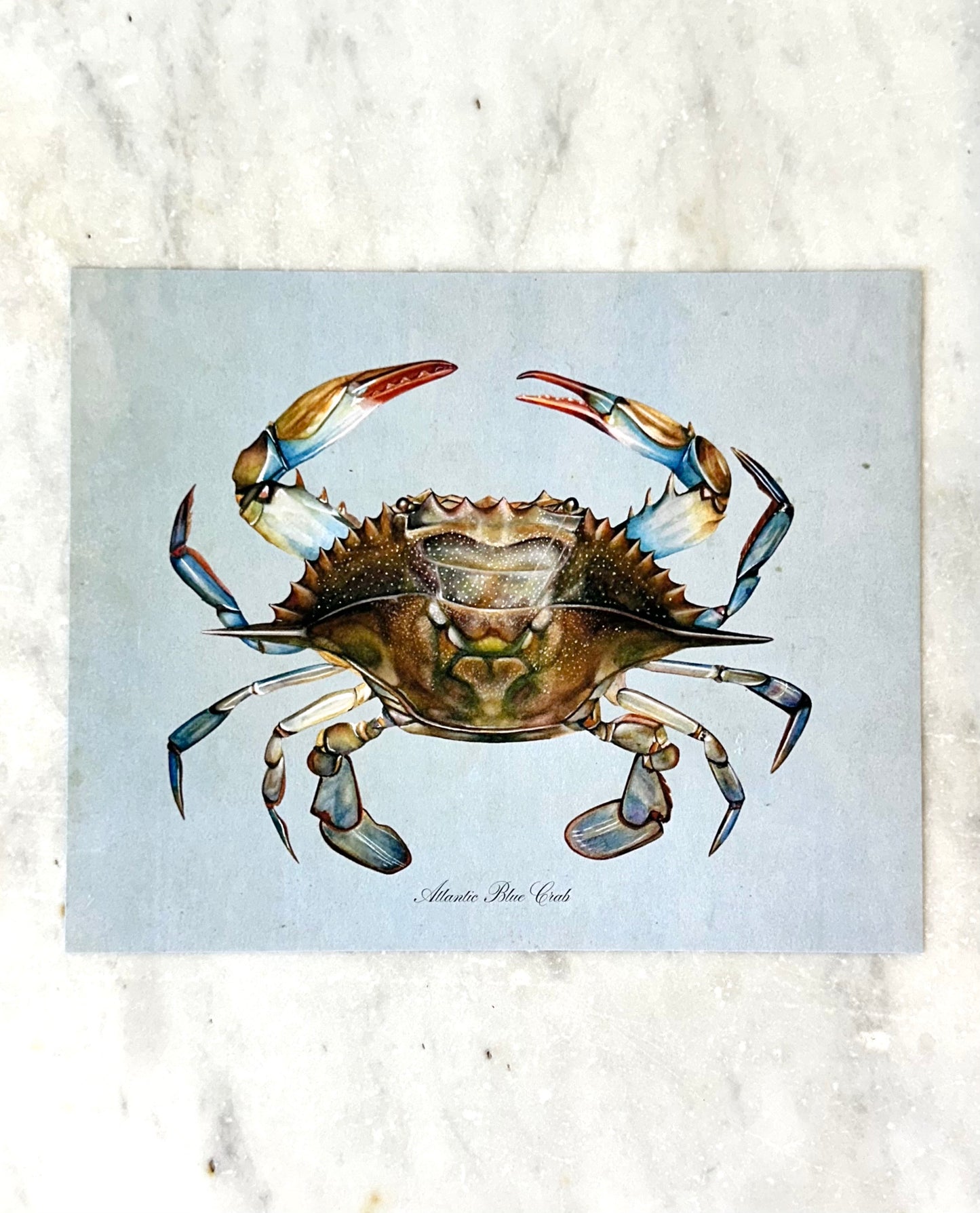 Blue Crab on Blue Print