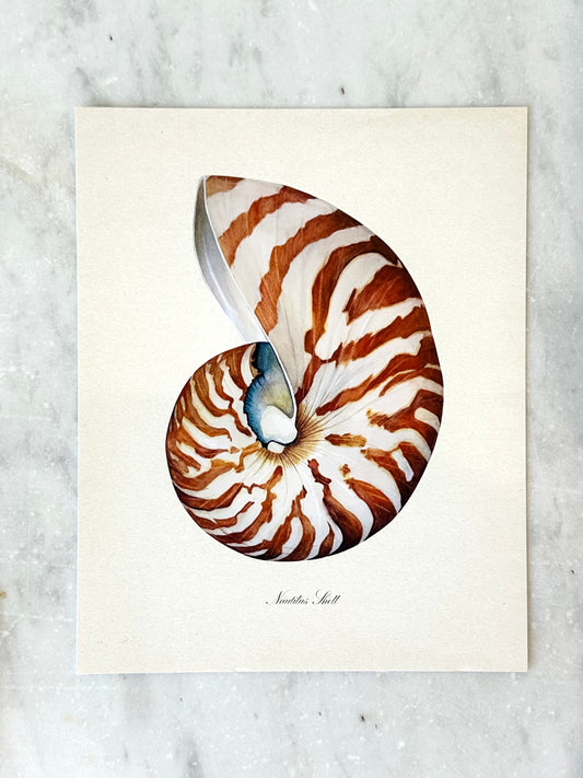 Nautilus Shell Print