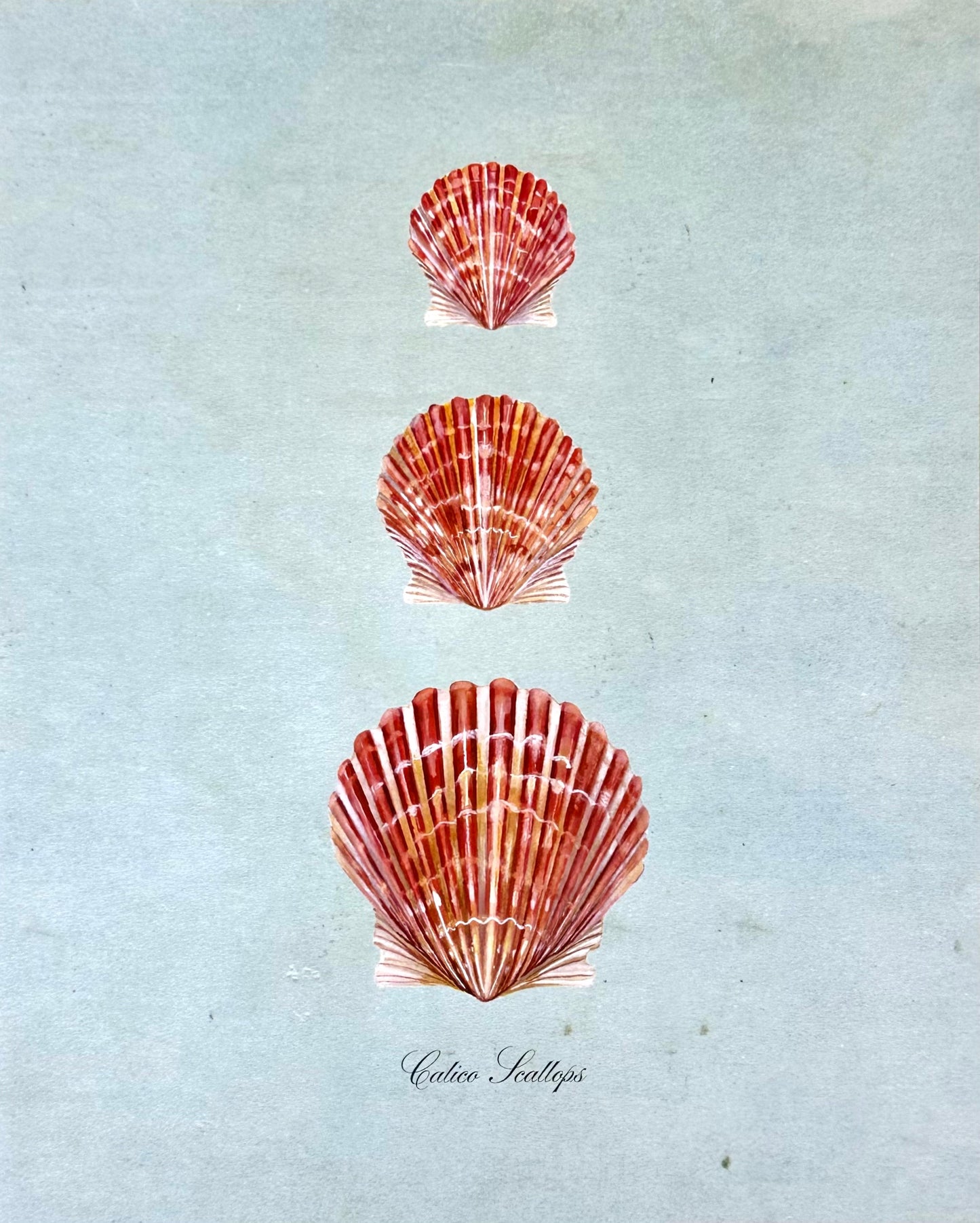 Calico Scallops on Blue Print