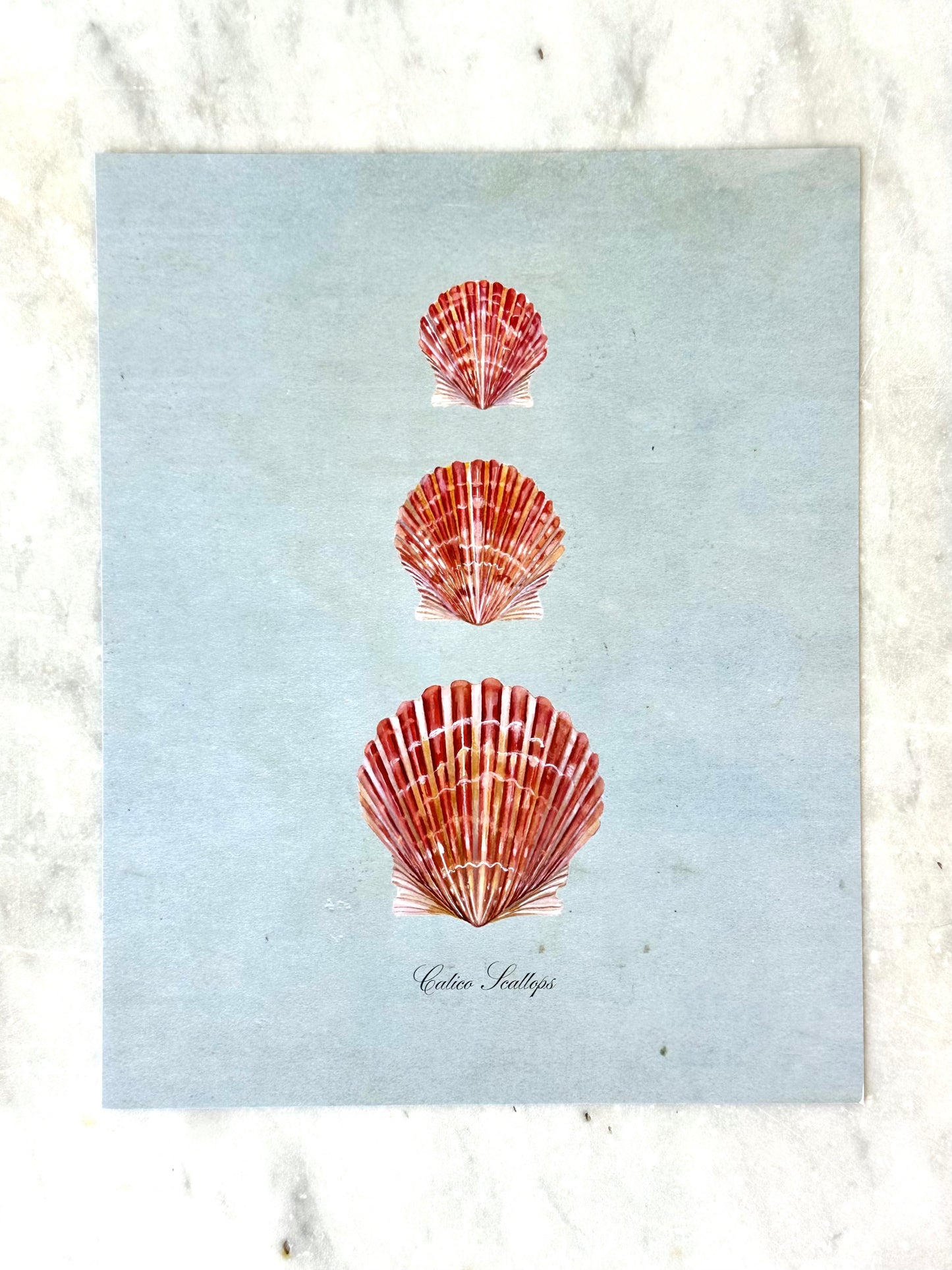 Calico Scallops on Blue Print