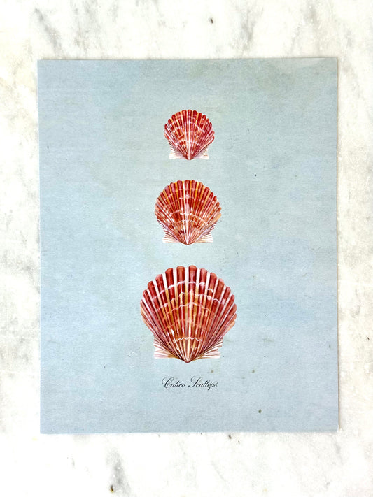 Calico Scallops on Blue Print