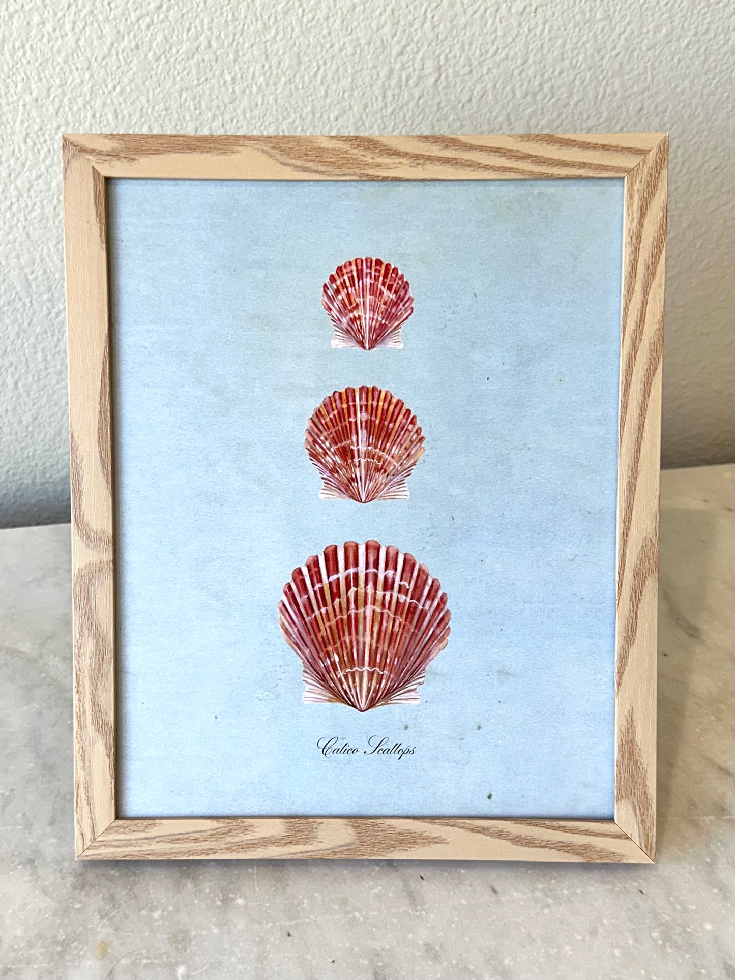 Calico Scallops on Blue Print