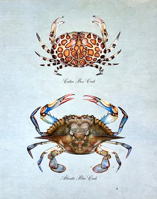 Crab Pair on Blue Print