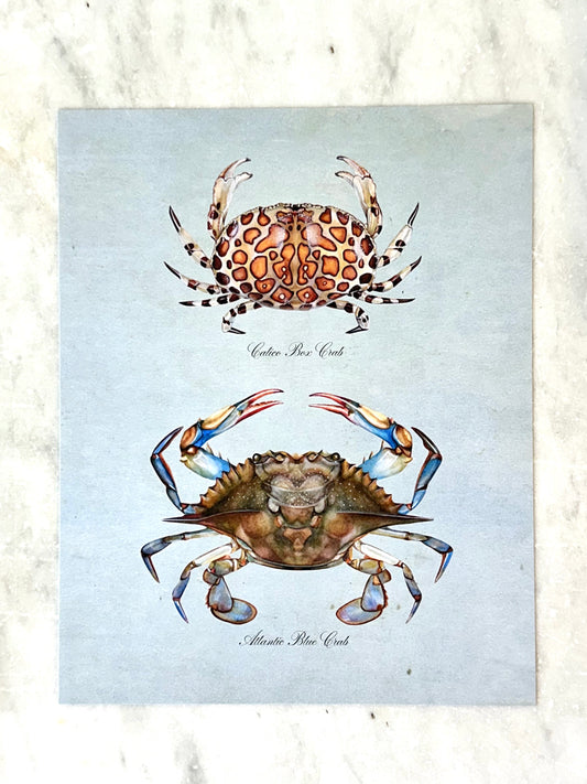 Crab Pair on Blue Print