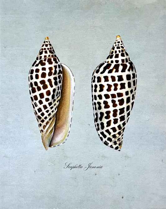 Junonia on Blue Print