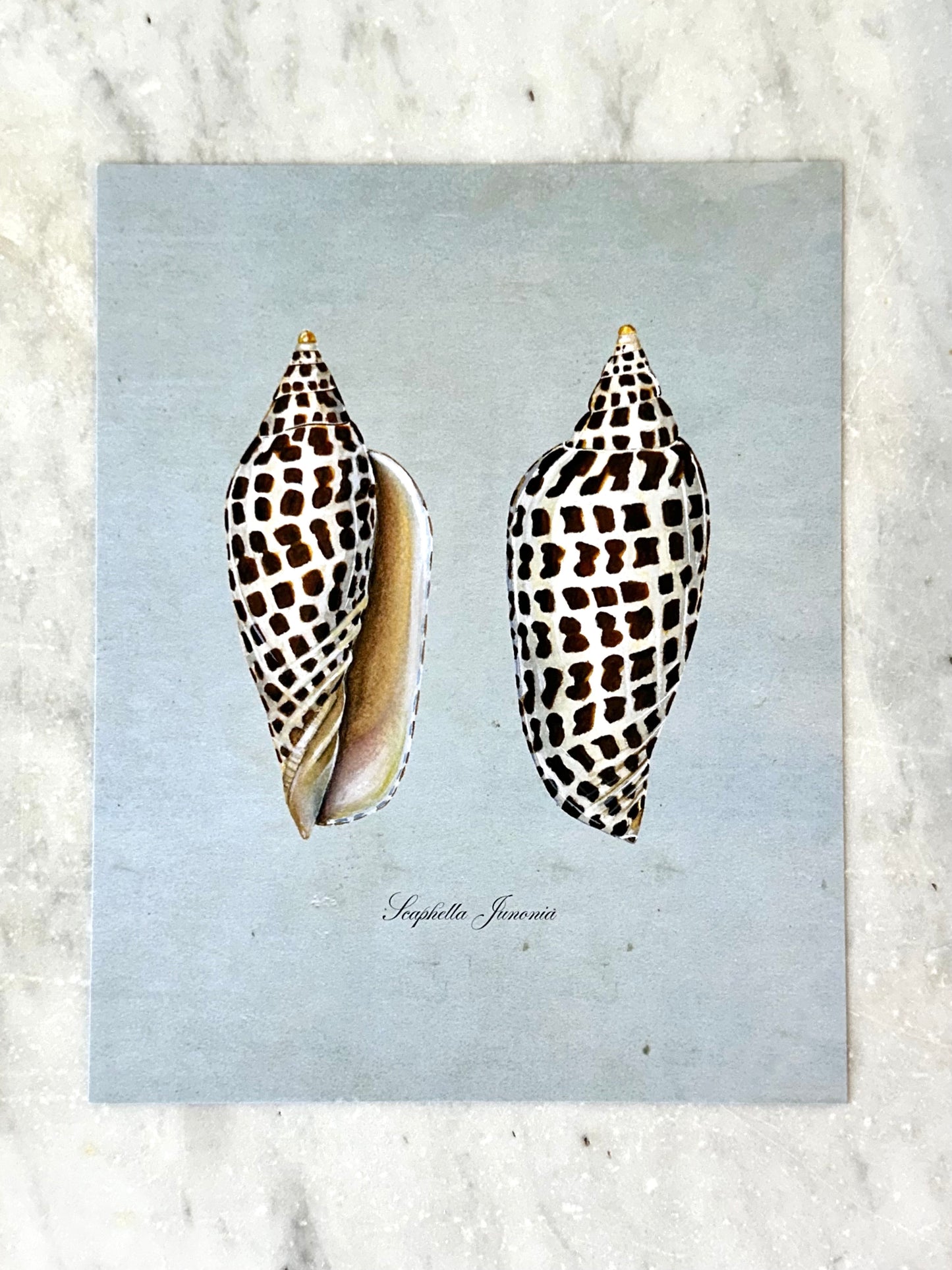 Junonia on Blue Print