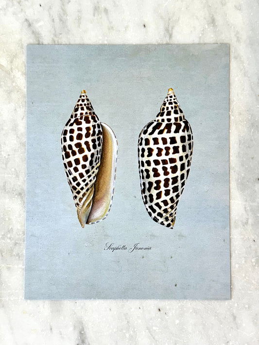 Junonia on Blue Print