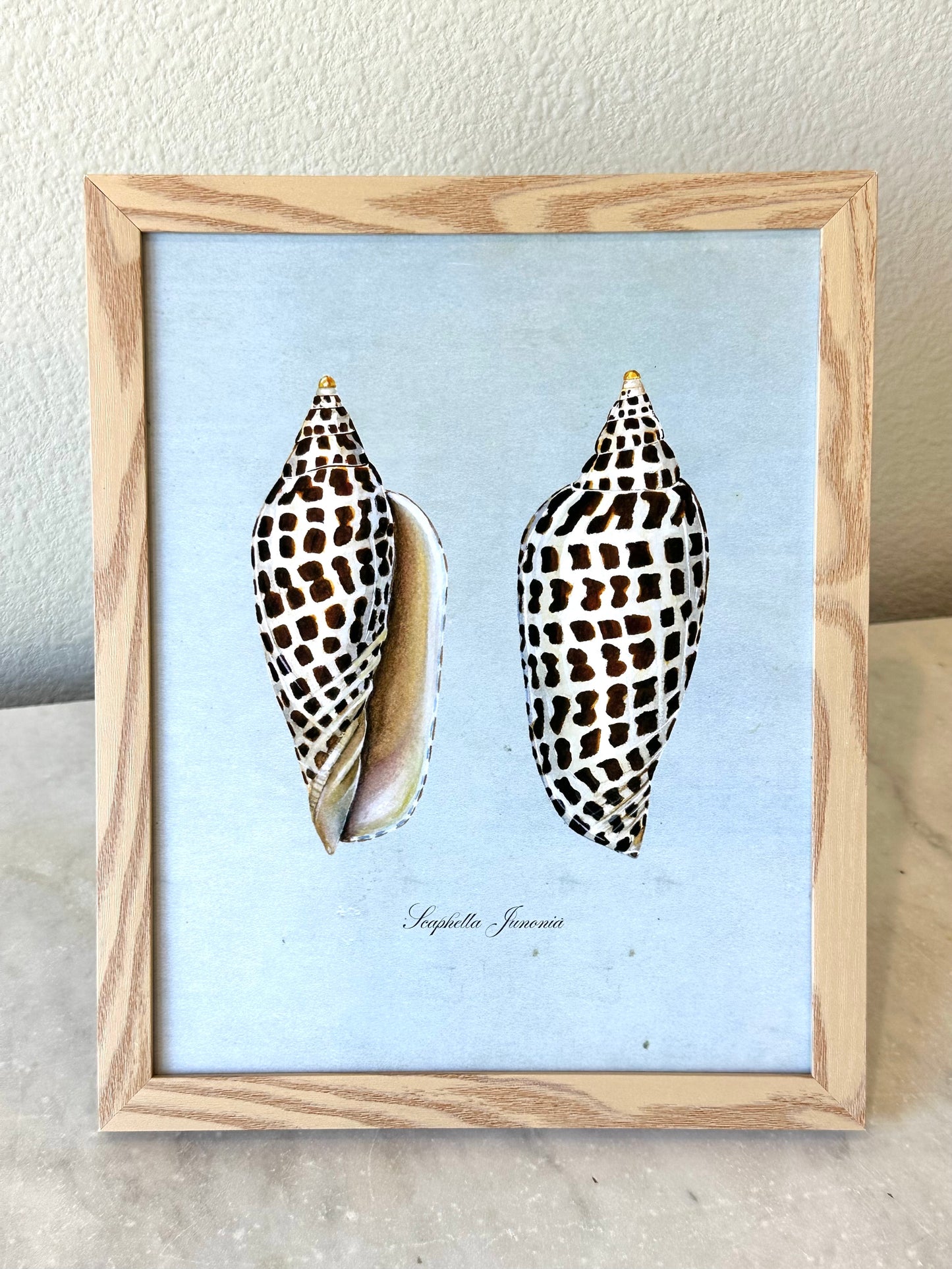 Junonia on Blue Print