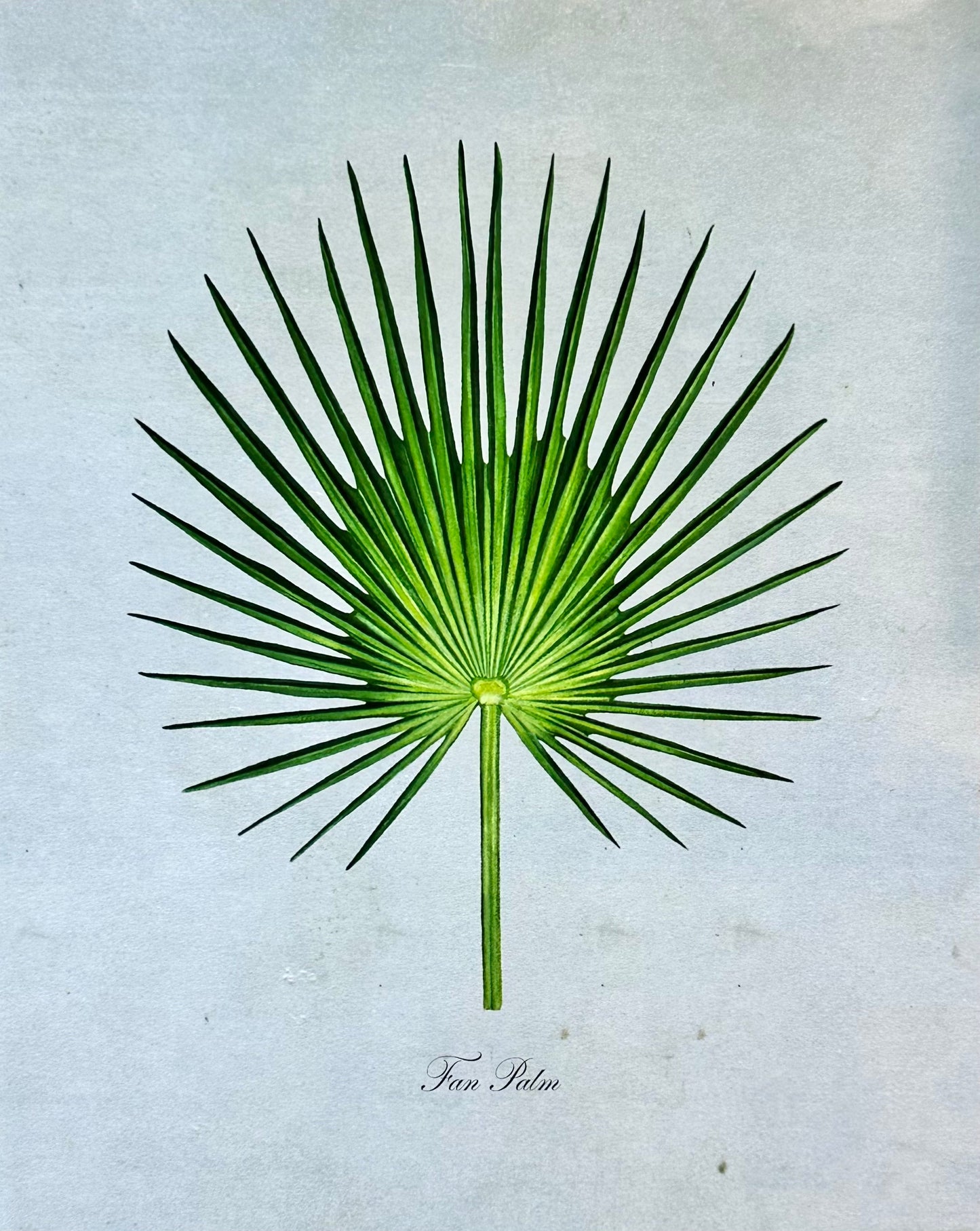 Fan Palm on Blue Print