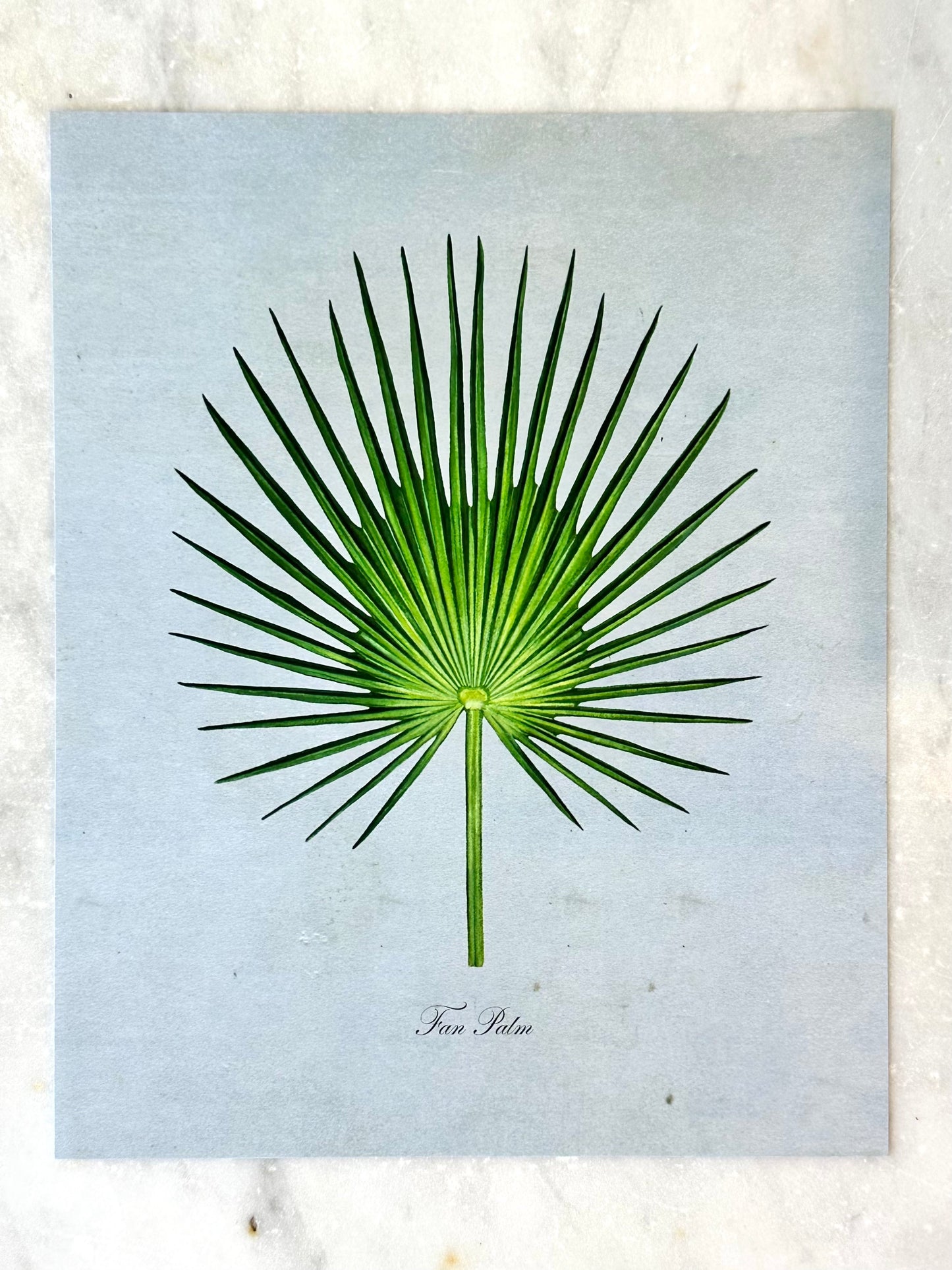 Fan Palm on Blue Print