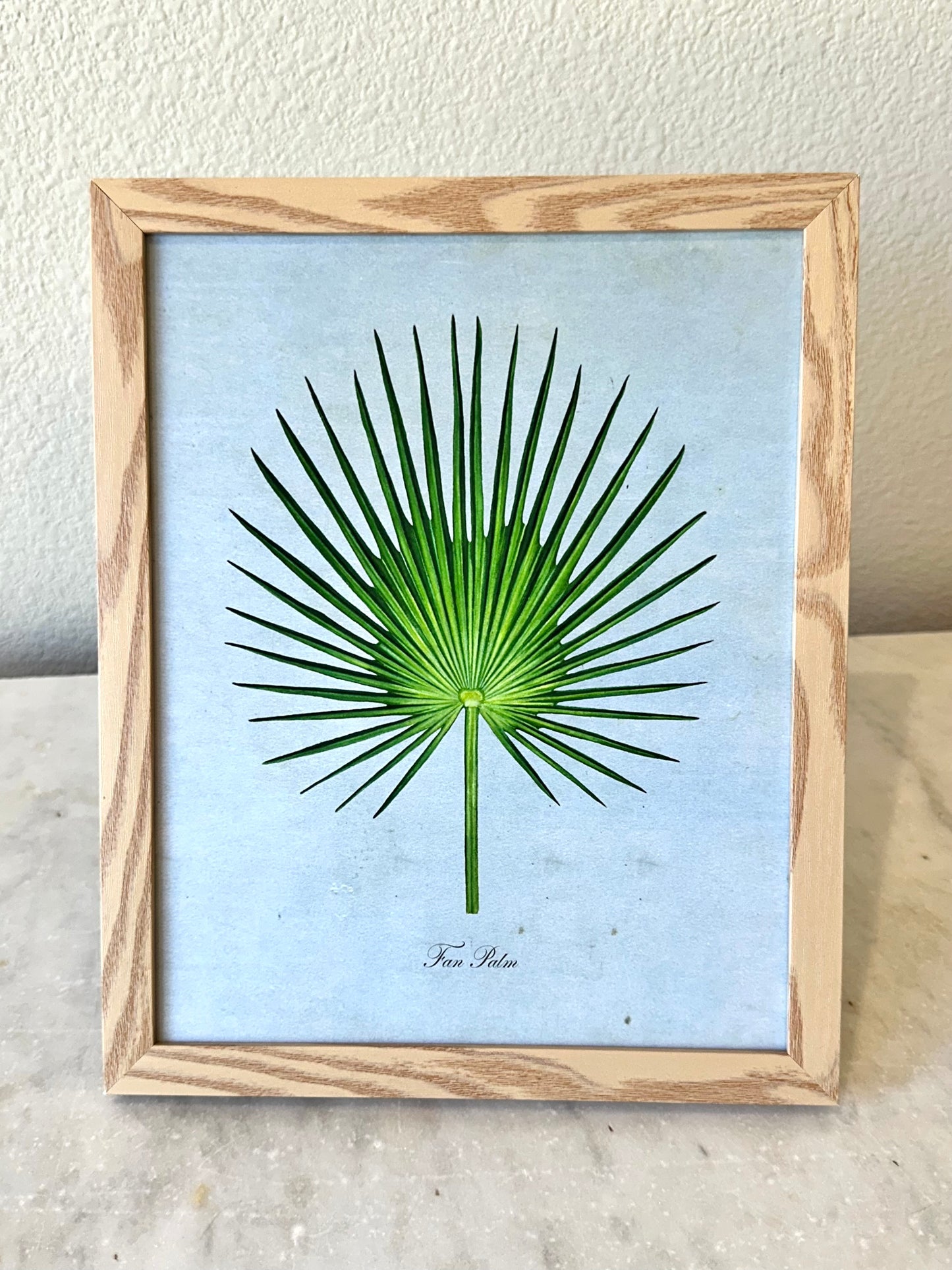 Fan Palm on Blue Print