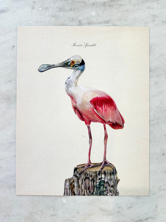Roseate Spoonbill Print