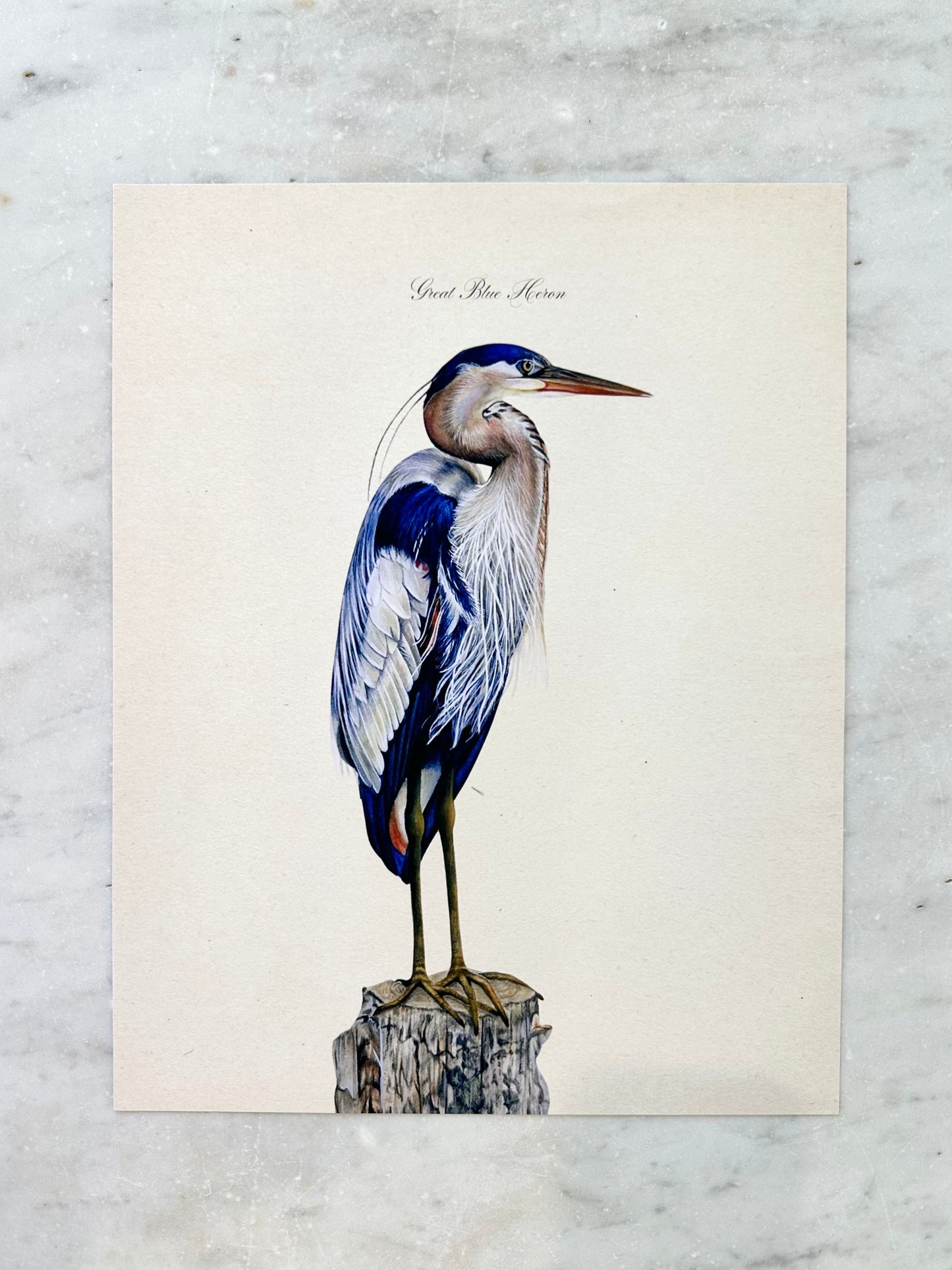 Great Blue Heron Print