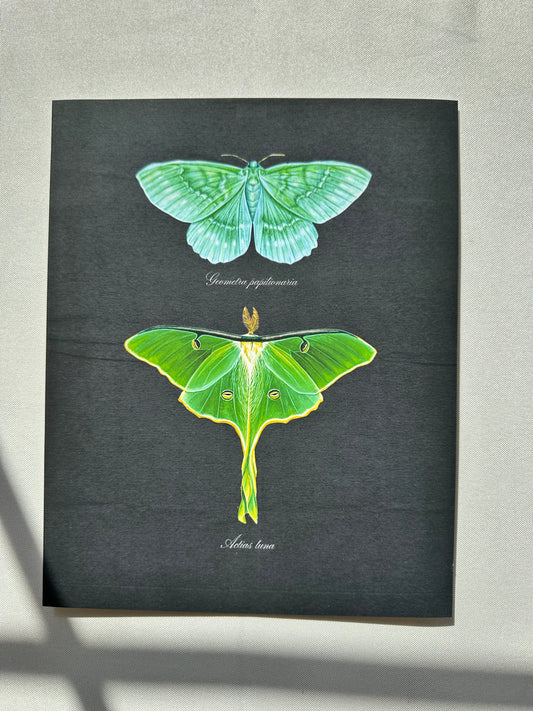 Emerald + Luna Moths Midnight Print