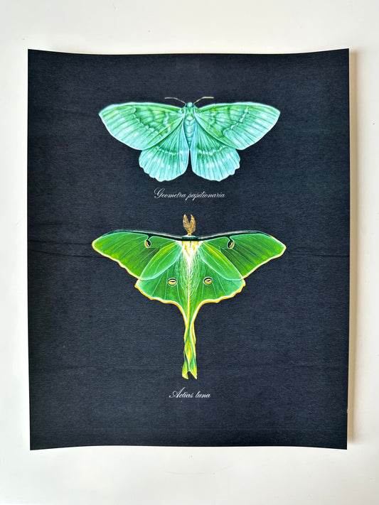 Emerald + Luna Moths Midnight Print