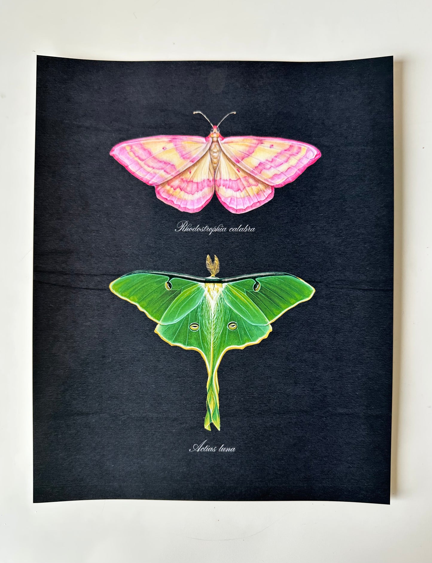 Pink + Luna Moths Midnight Print