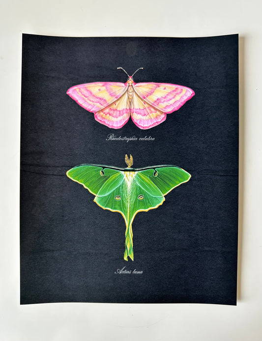 Pink + Luna Moths Midnight Print