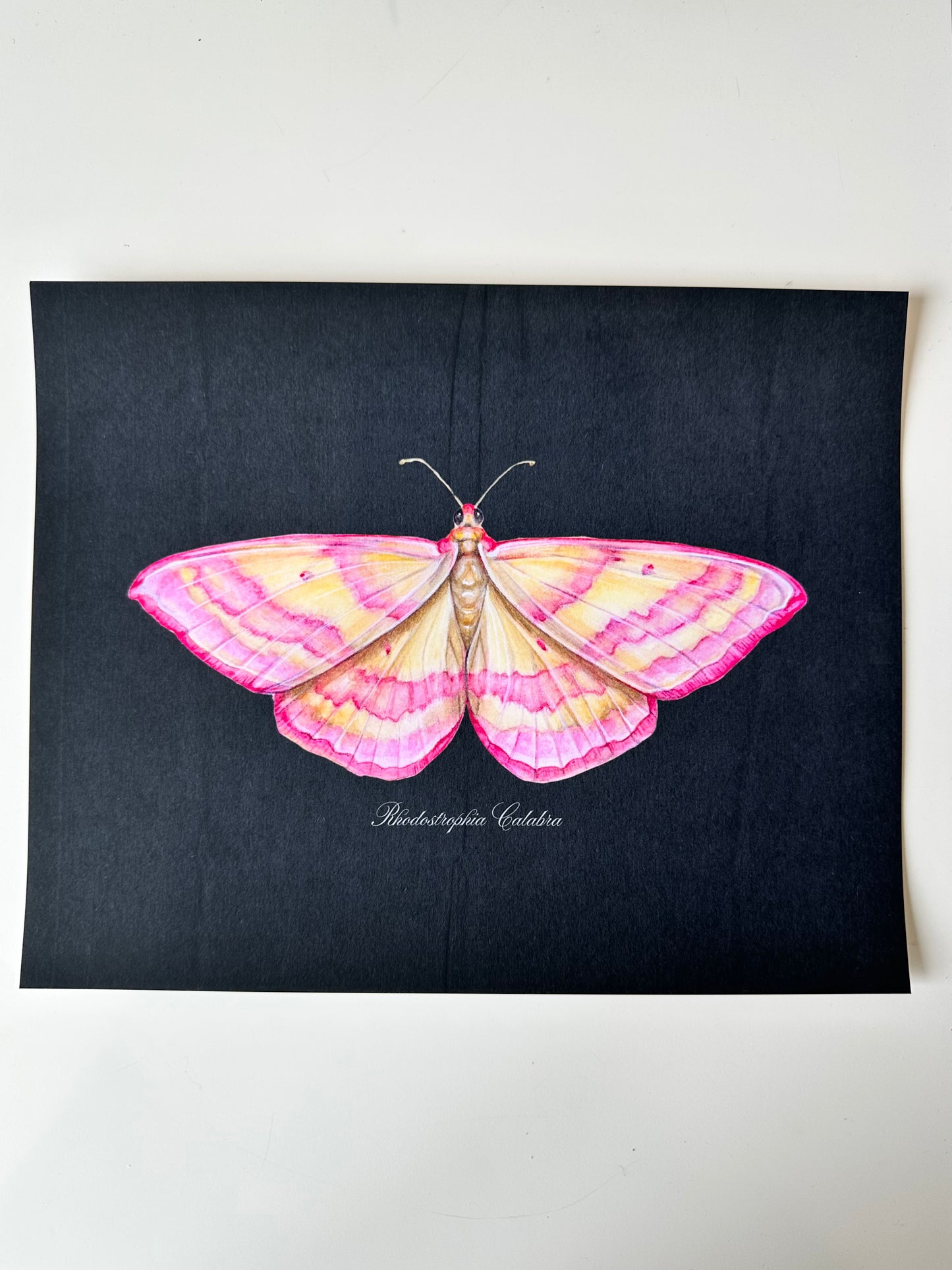 Pink Moth Midnight Print