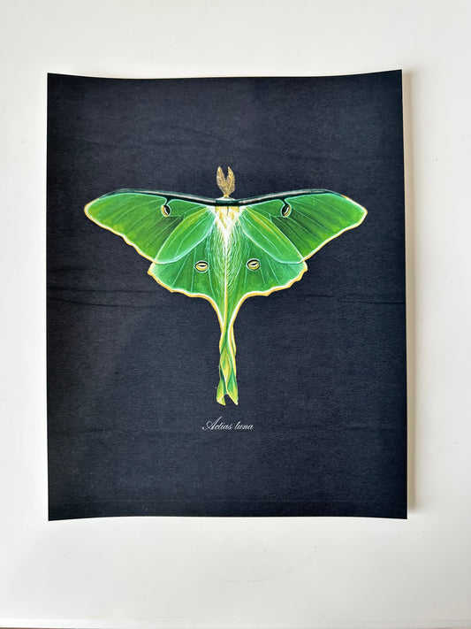 Luna Moth Midnight Print