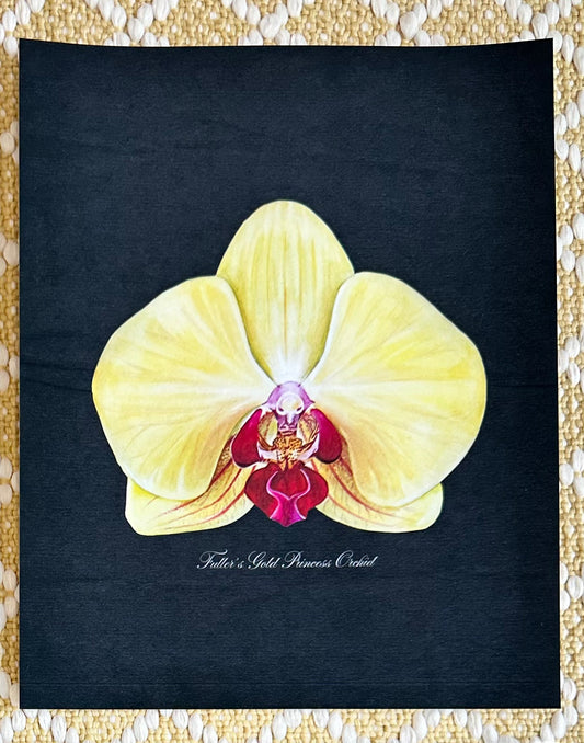 Fullers Gold Orchid Midnight Print
