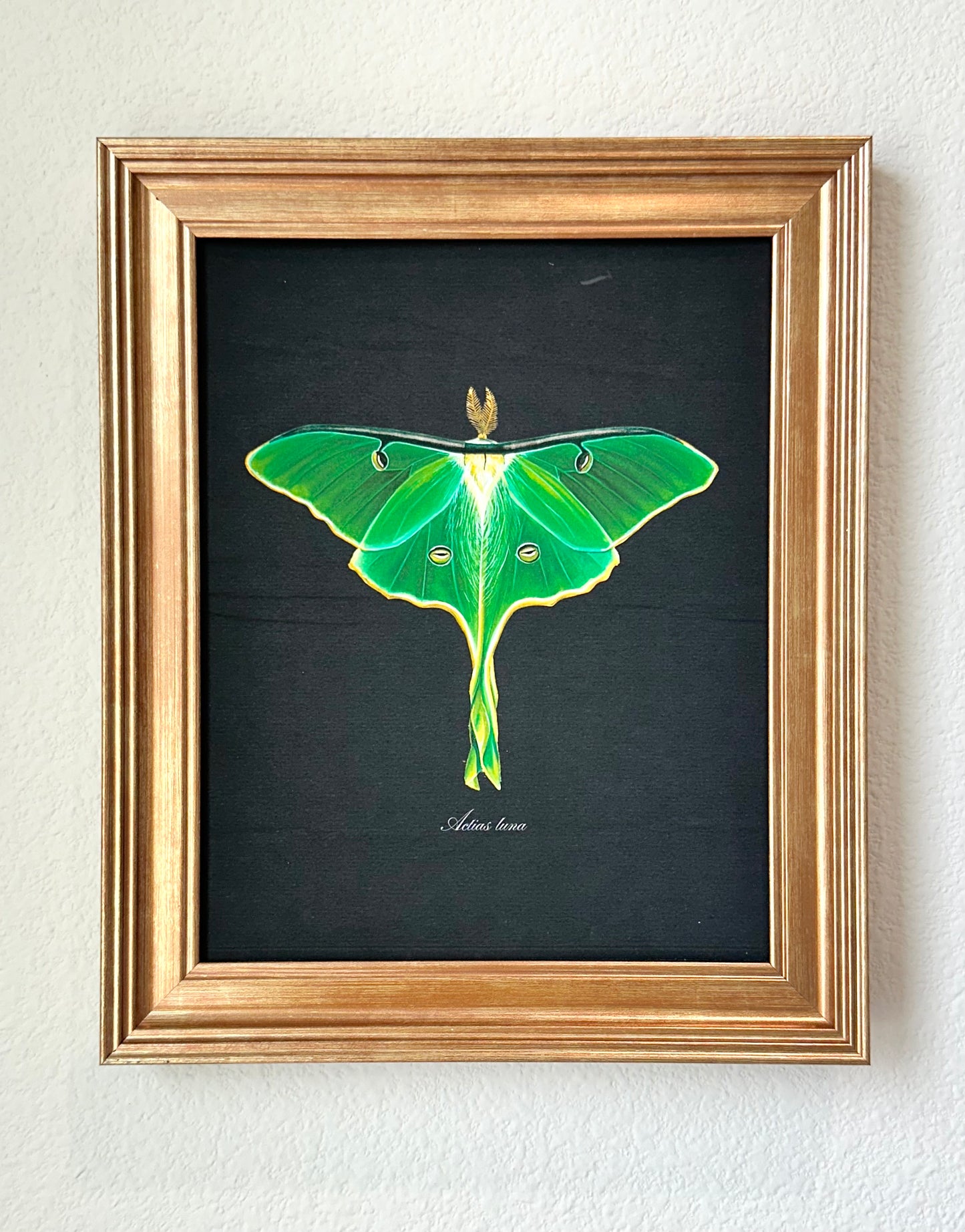 Framed Luna  Moth Midnight Print