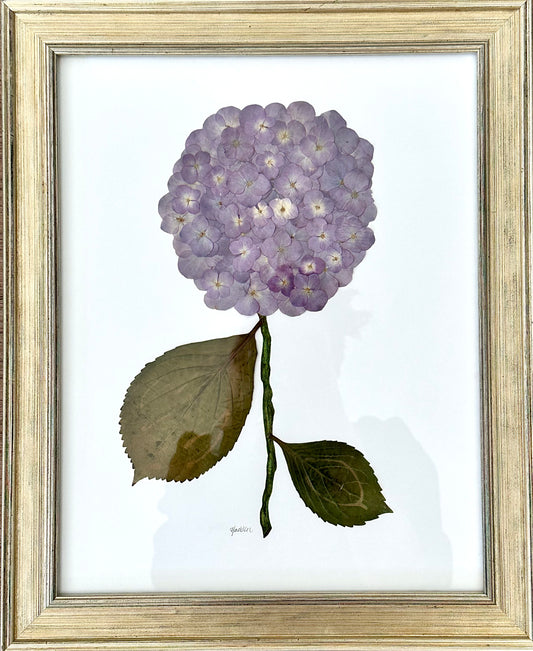 Pressed Purple Hydrangea Framed