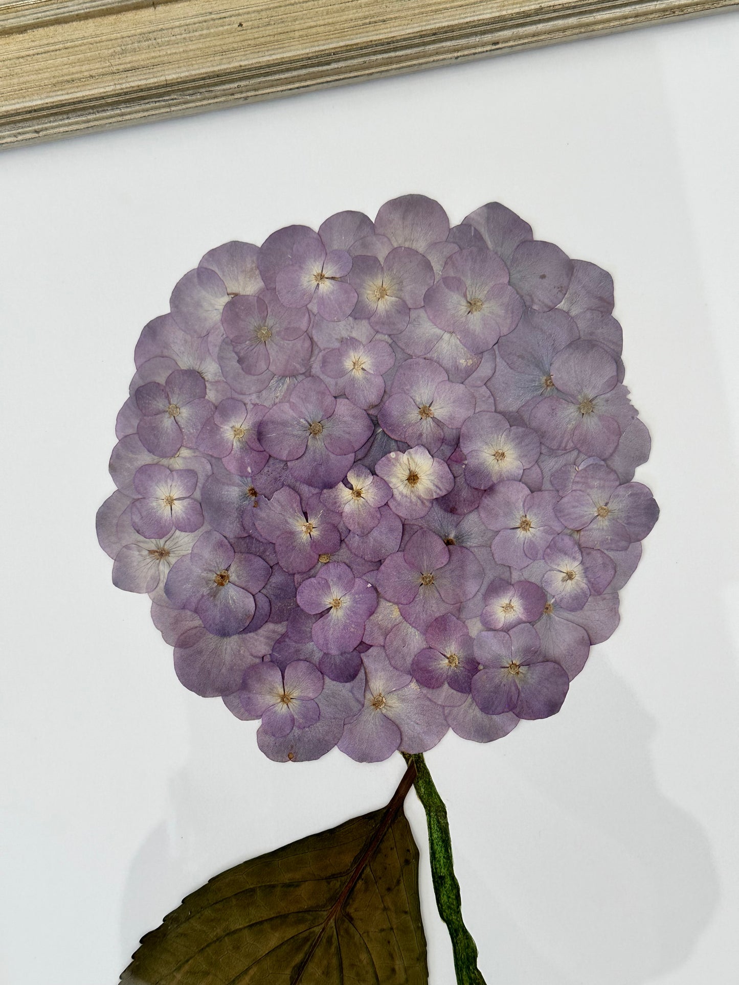 Pressed Purple Hydrangea Framed