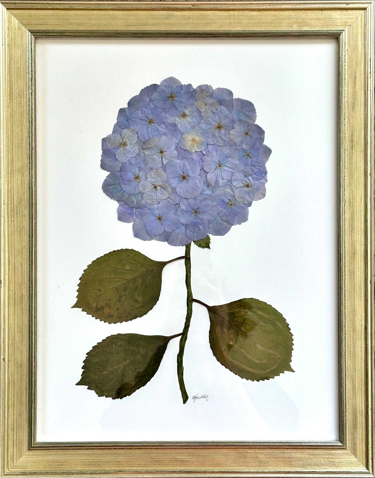 Pressed Blue Hydrangea Framed